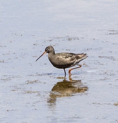 Spotted Redshank - ML640179572
