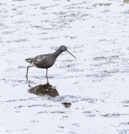 Spotted Redshank - ML640179573