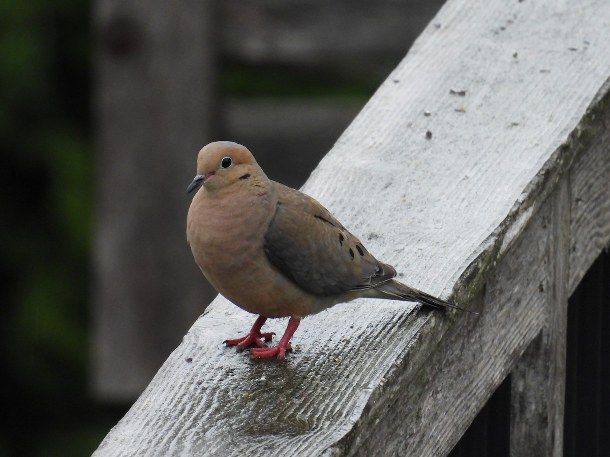 Mourning Dove - ML640179645