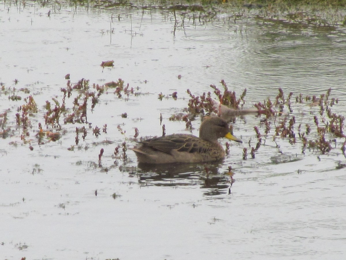 Yellow-billed Teal - ML640179648