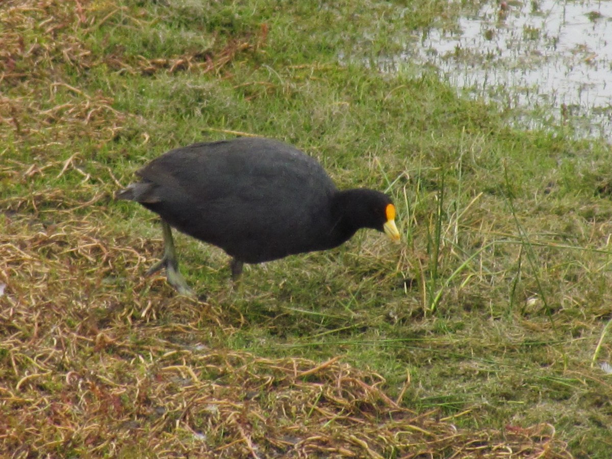 White-winged Coot - ML640179668