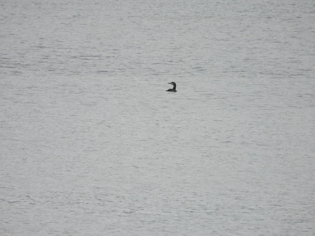 Common Loon - ML640179669