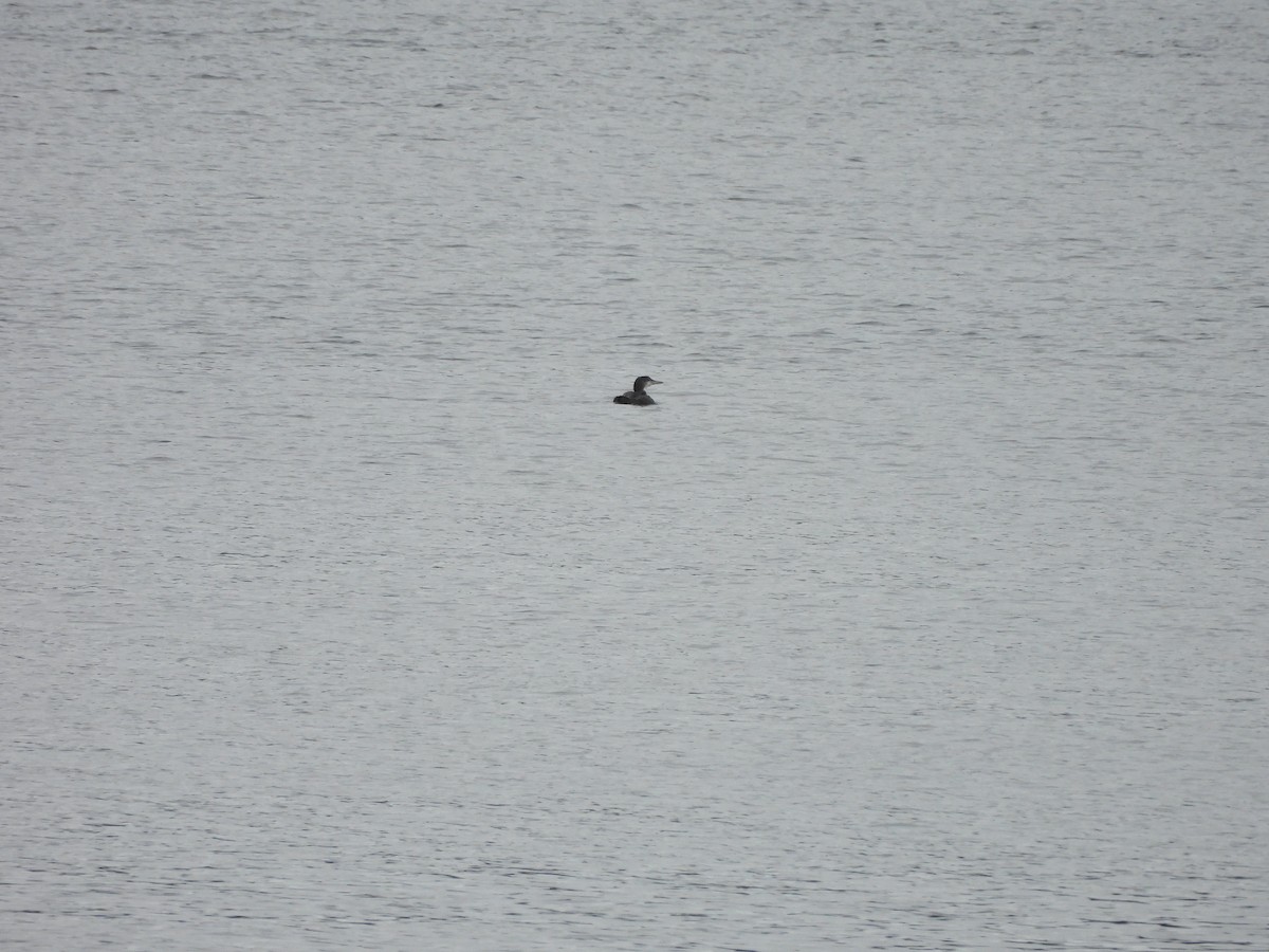 Common Loon - ML640179670