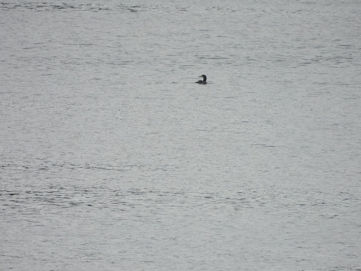 Common Loon - ML640179671