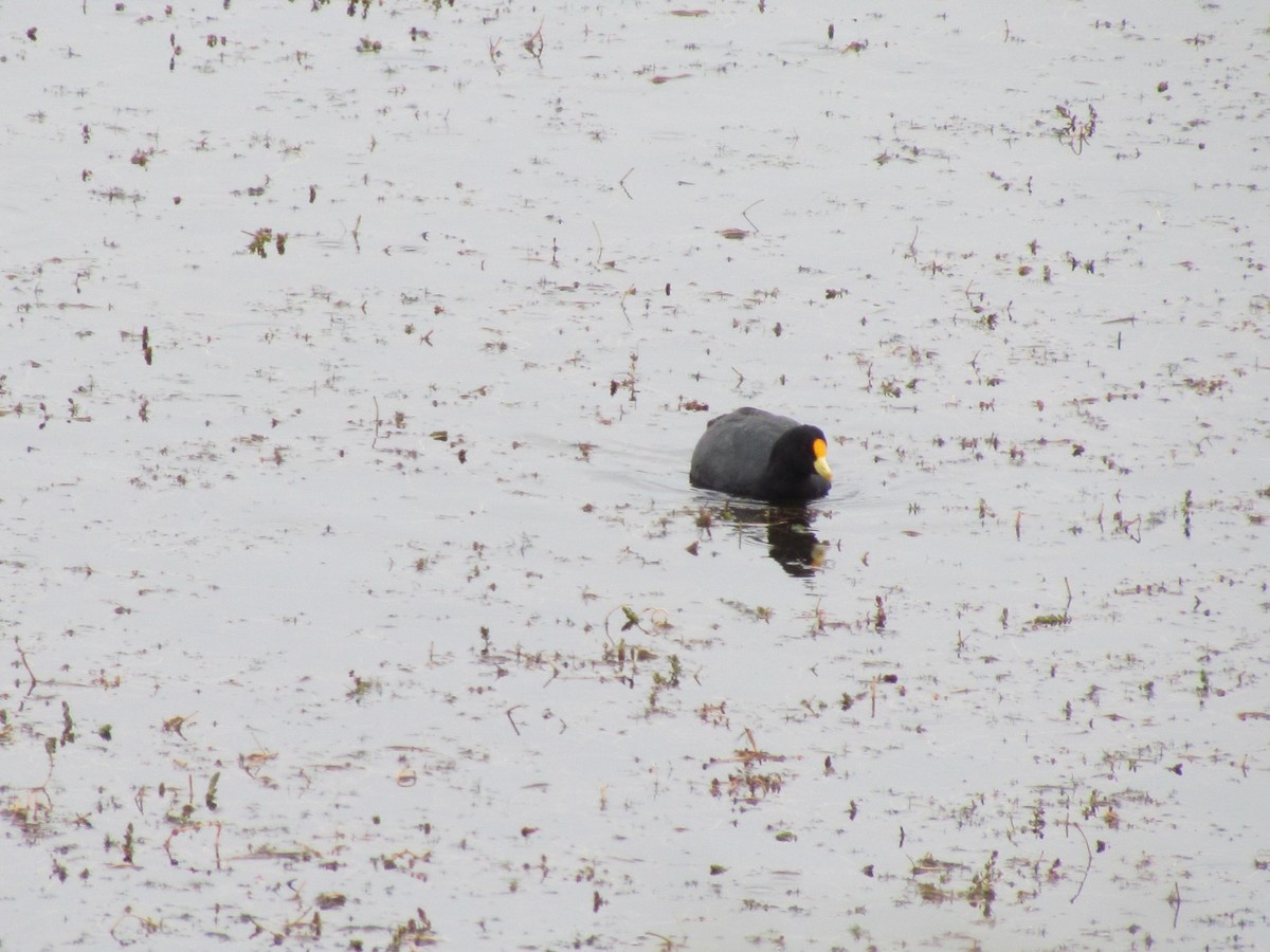 White-winged Coot - ML640179676