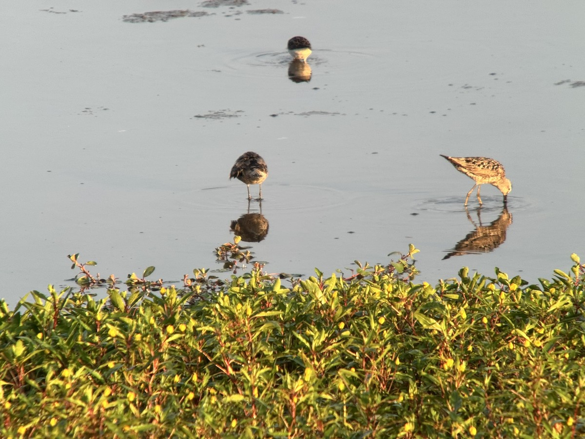 Stilt Sandpiper - ML640179677