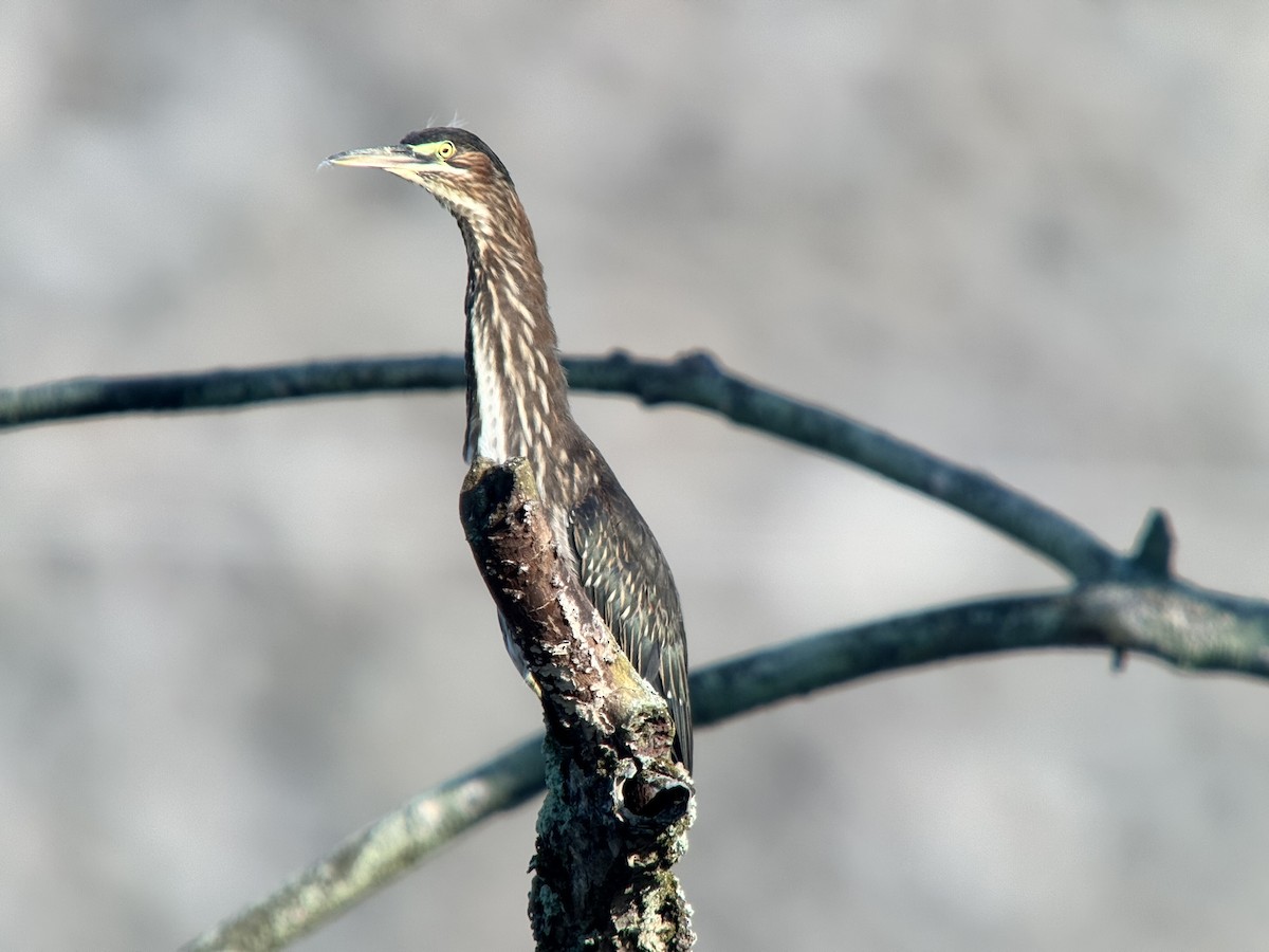 Green Heron - ML640179696