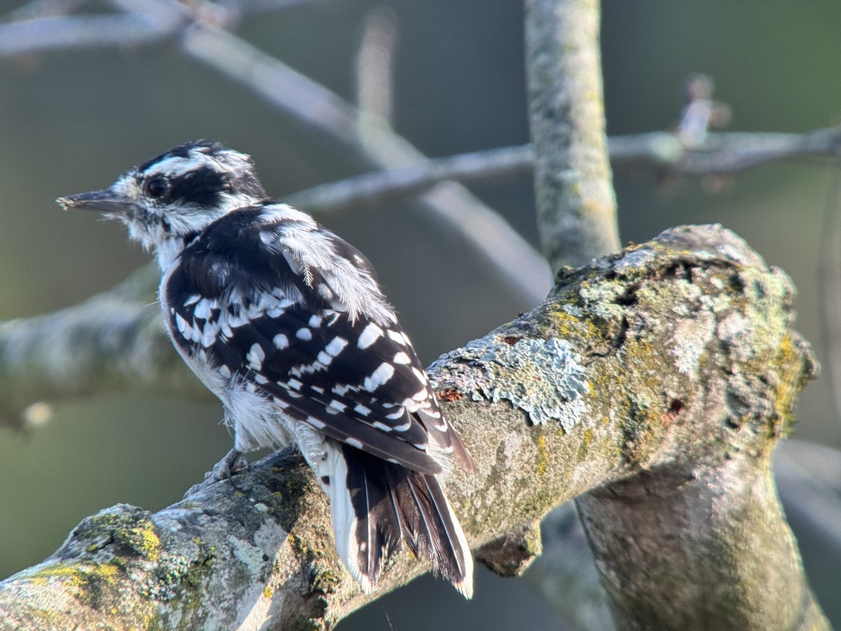Downy Woodpecker - ML640179701