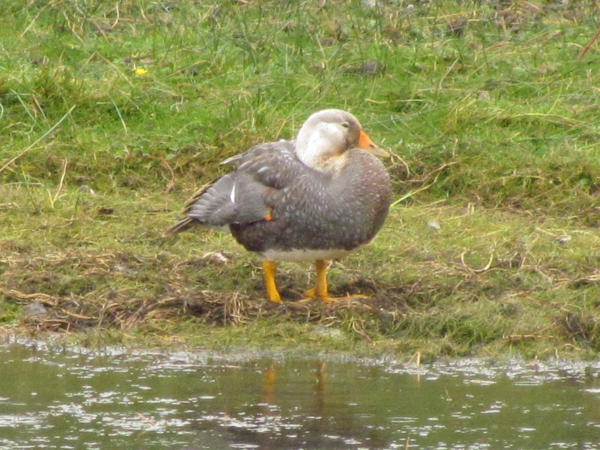 Flying Steamer-Duck - ML640179708