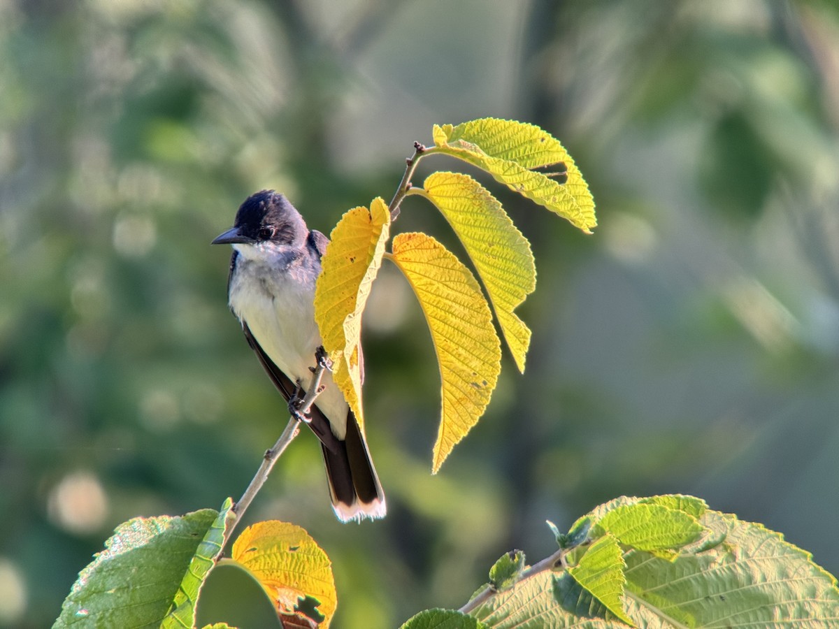 Eastern Kingbird - ML640179711
