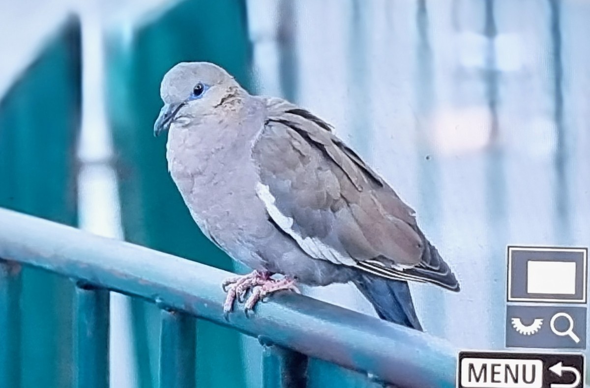 West Peruvian Dove - ML640179724