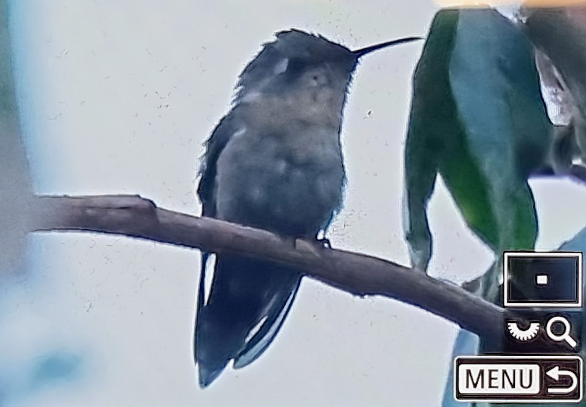 Peruvian Sheartail - ML640179725