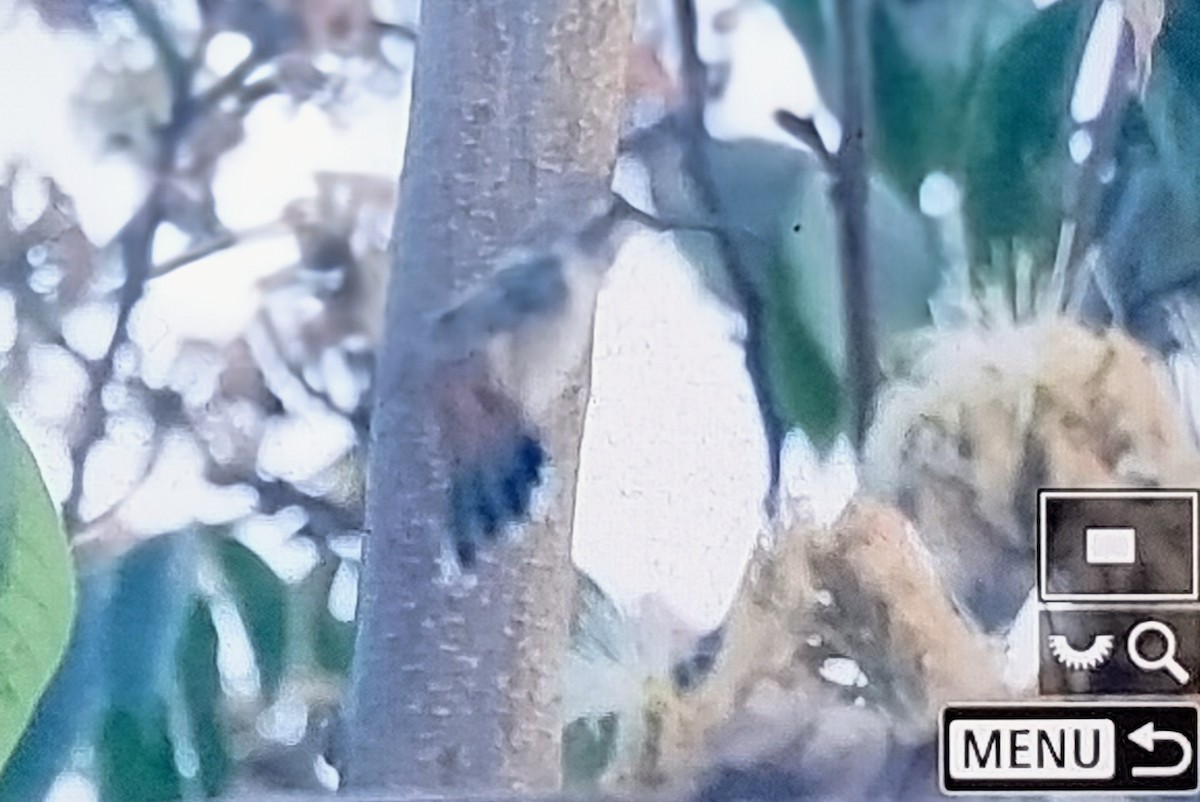 Oasis Hummingbird - ML640179732