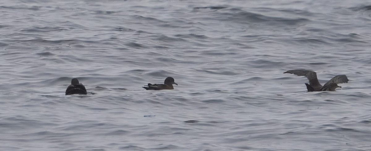 Sooty Shearwater - ML640179739