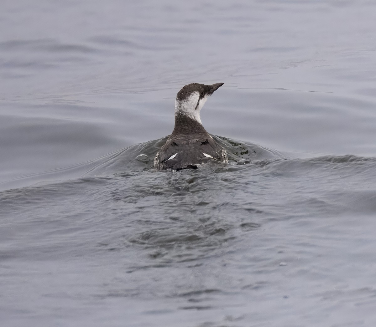 Common Murre - ML640179741