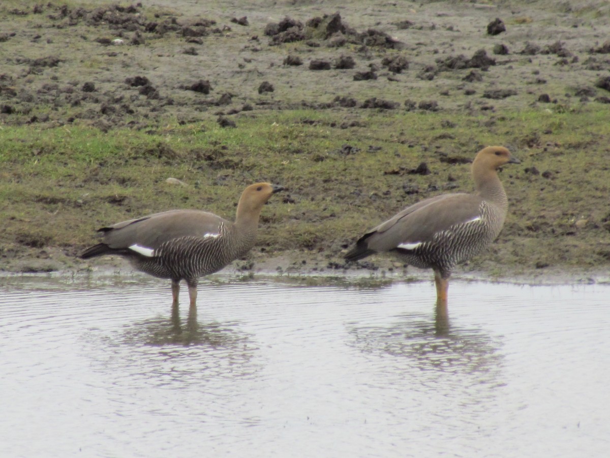 Upland Goose - ML640179751