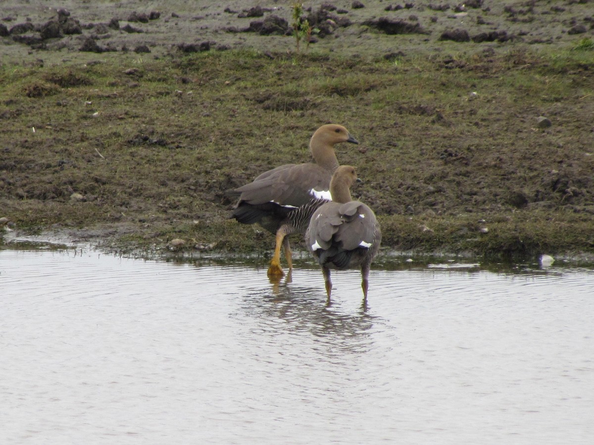 Upland Goose - ML640179755