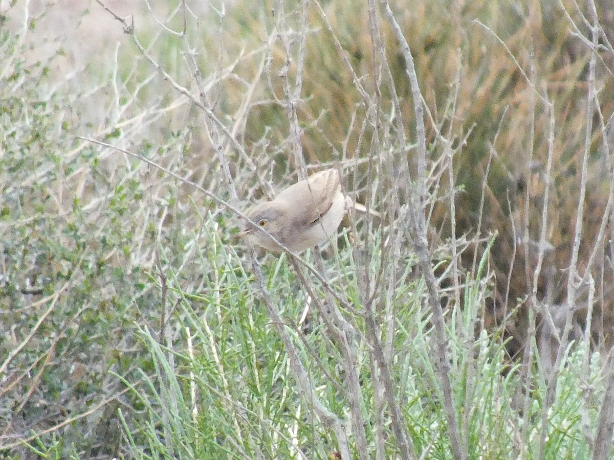 Asian Desert Warbler - ML640179802