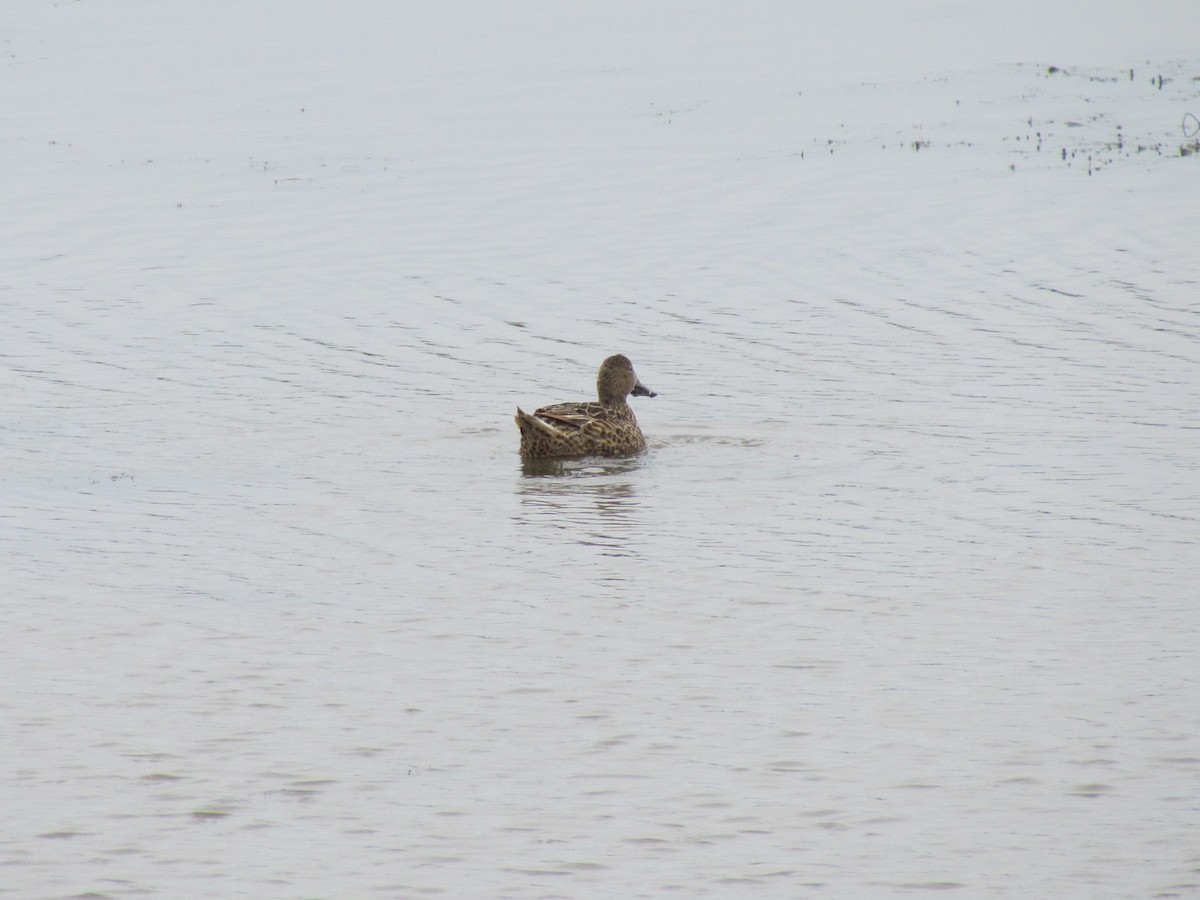 Red Shoveler - ML640179817