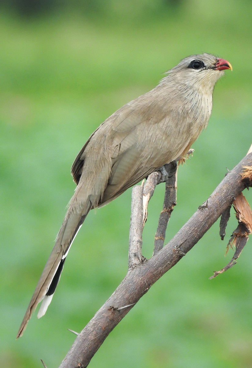 Sirkeer Malkoha - ML640179818
