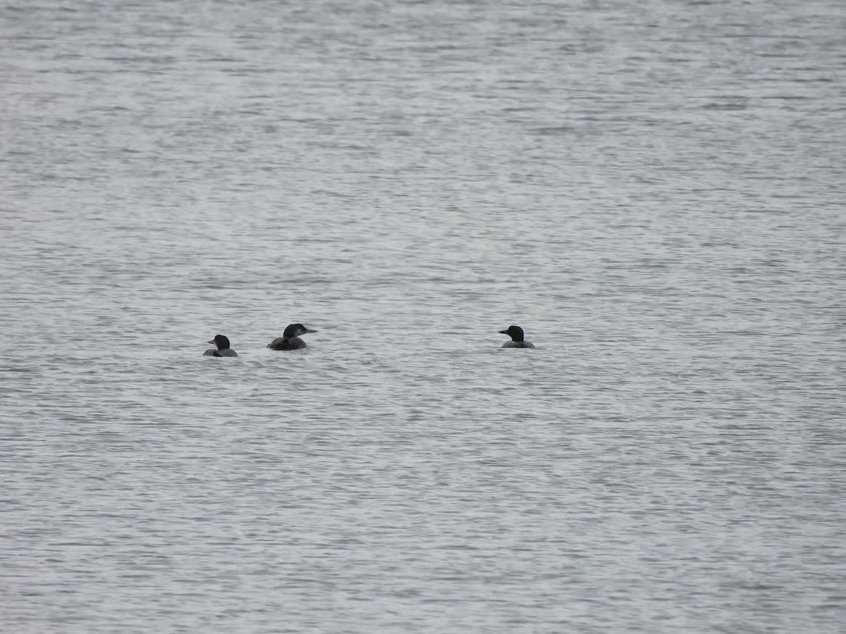 Common Loon - ML640179833