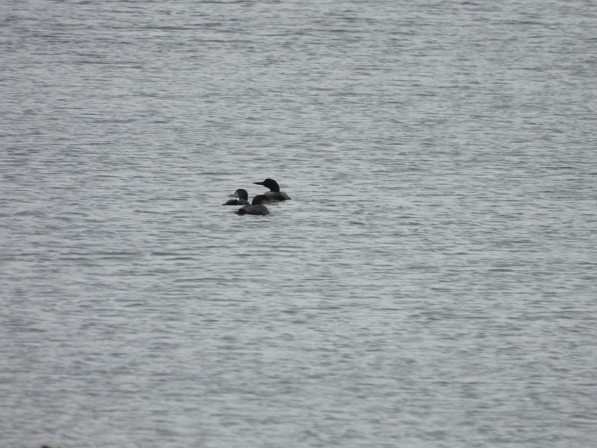 Common Loon - ML640179834