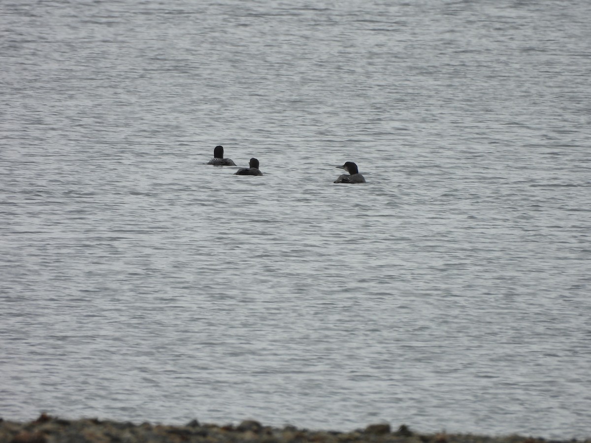 Common Loon - ML640179835