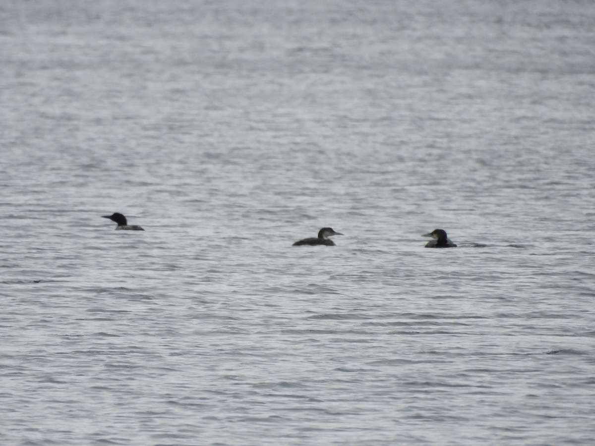 Common Loon - ML640179836