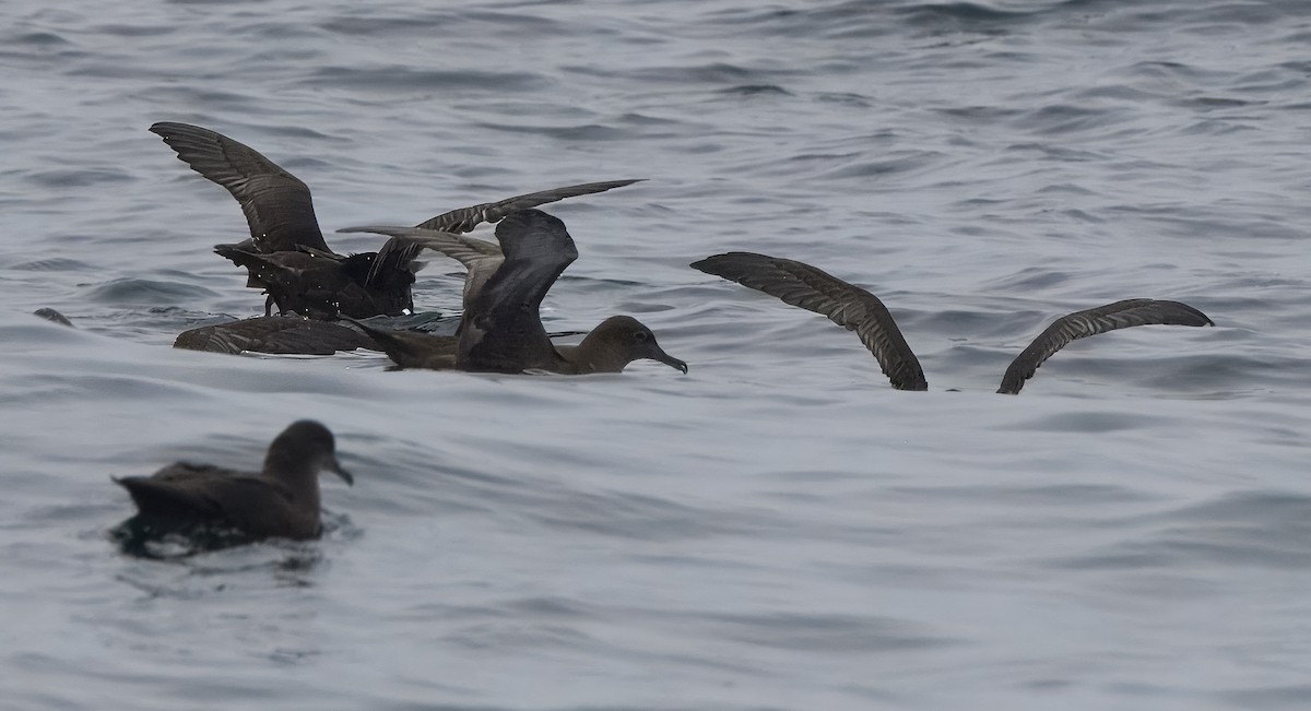 Sooty Shearwater - ML640179837