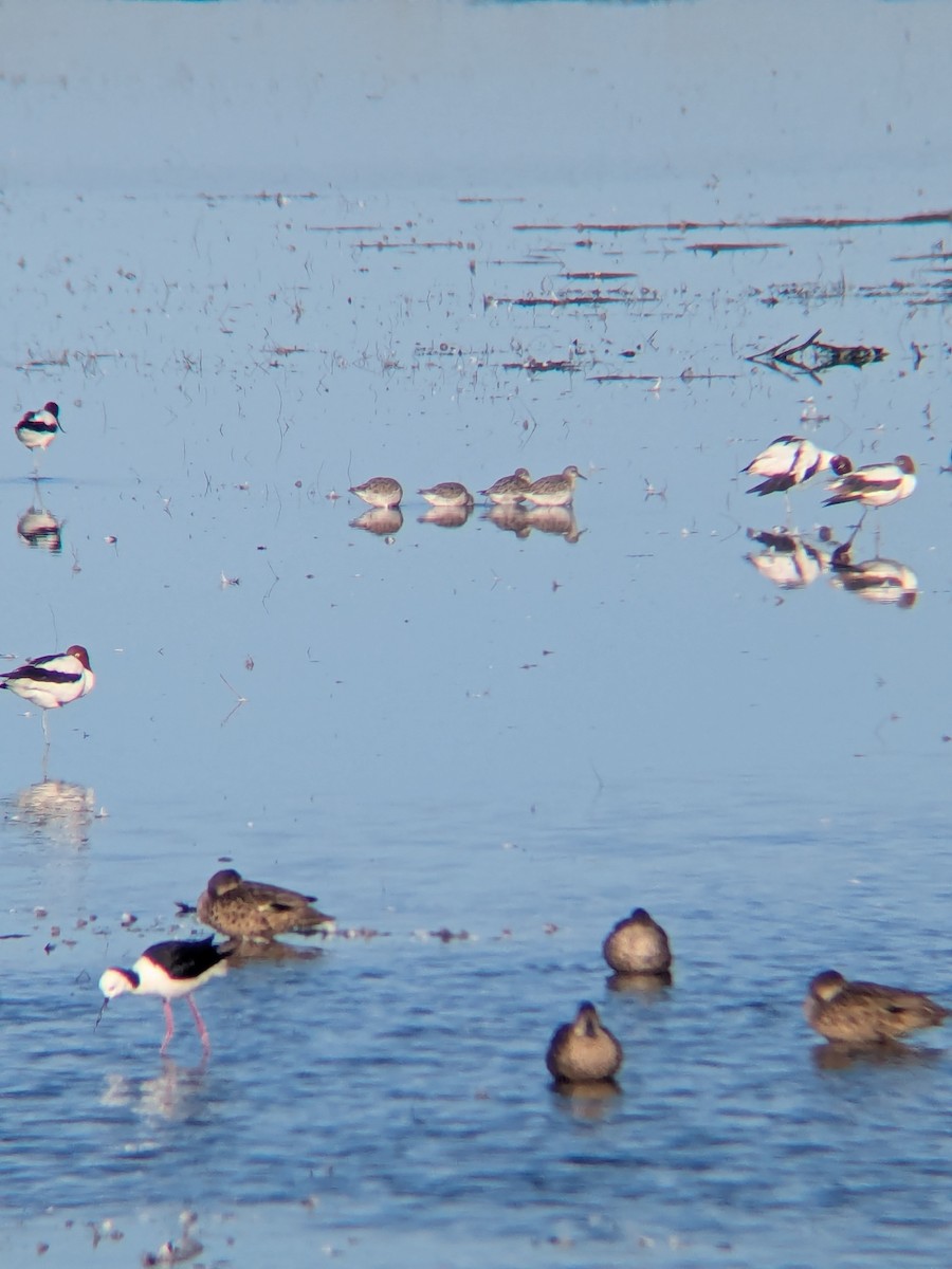Red Knot - ML640179891