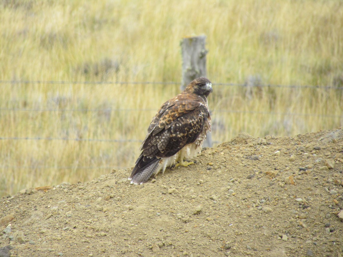 Variable Hawk - ML640179923