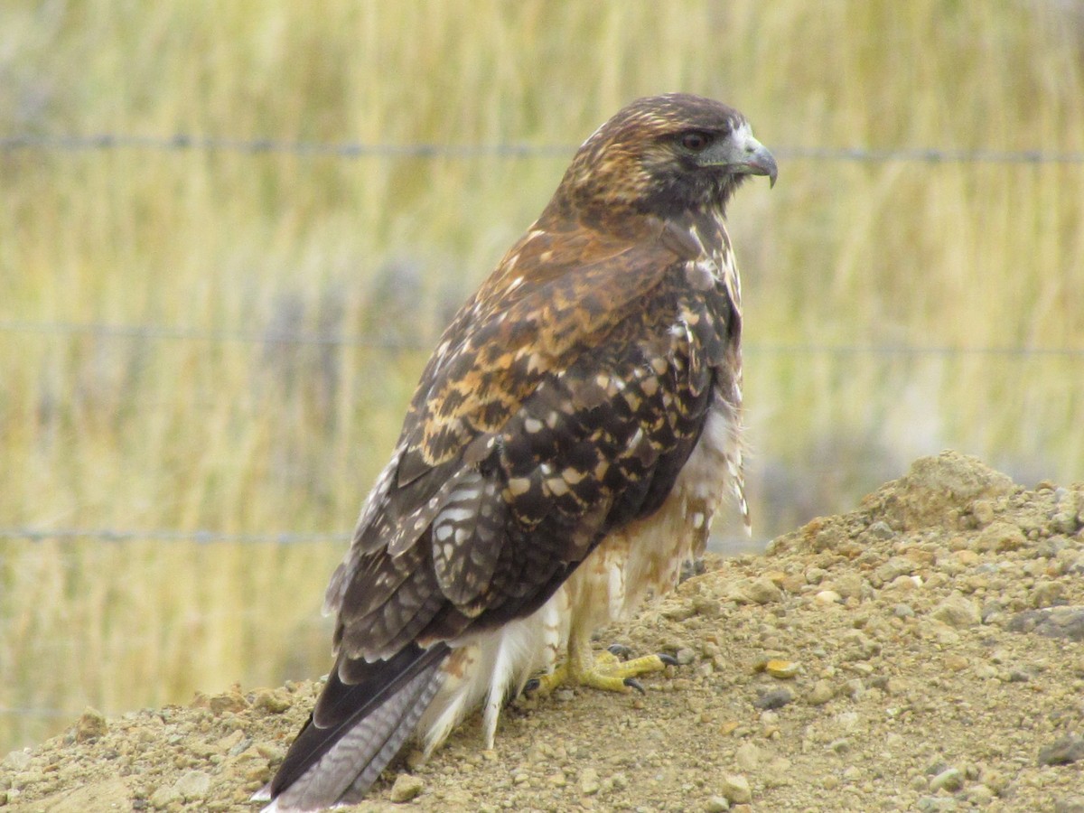 Variable Hawk - ML640179943