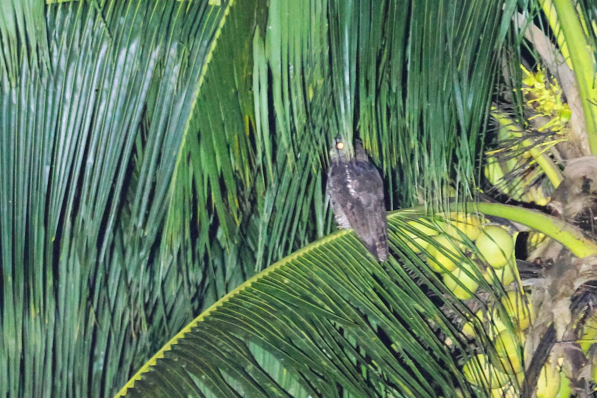 Fraser's Eagle-Owl - ML640179983