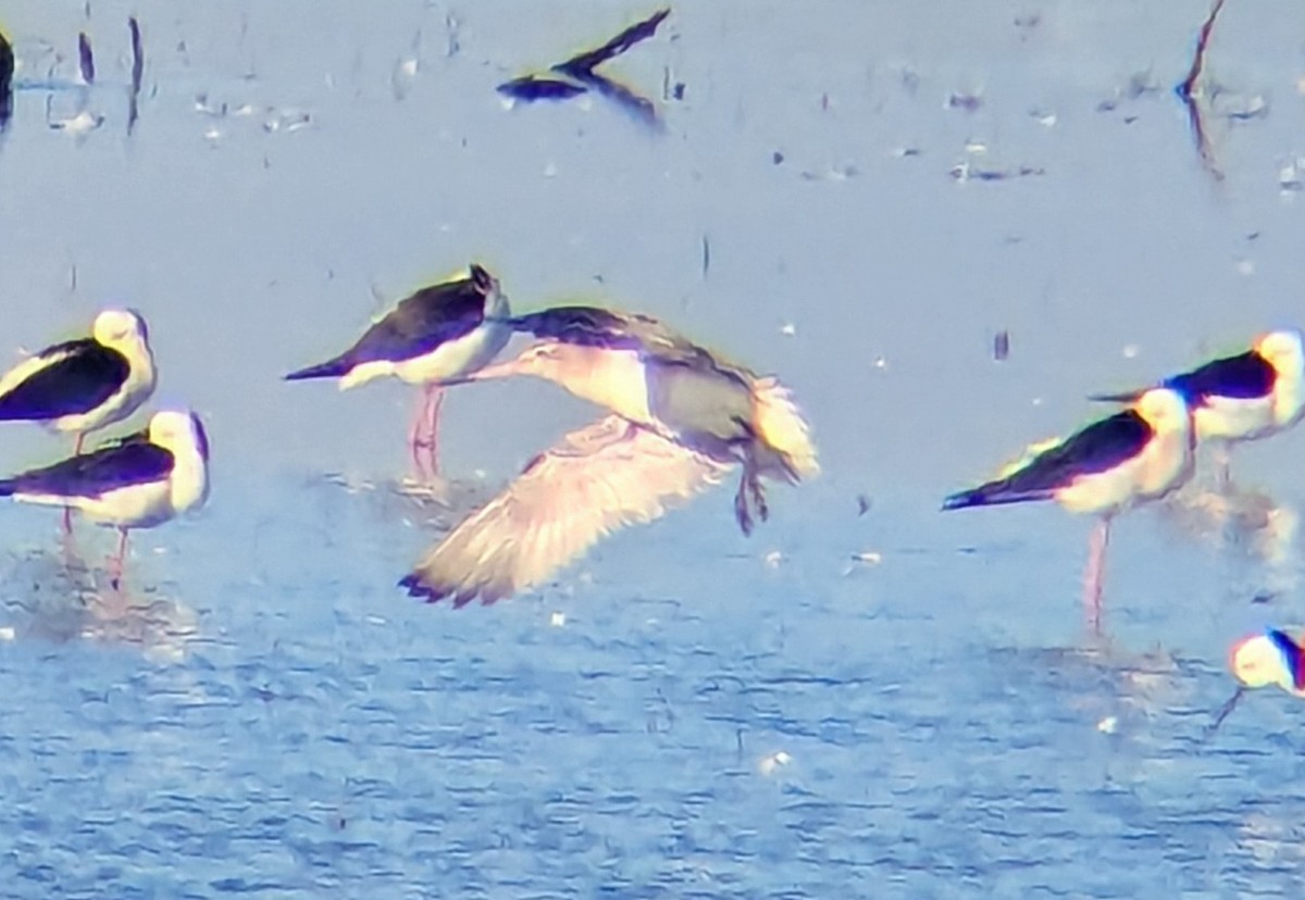 Bar-tailed Godwit (Siberian) - ML640179984