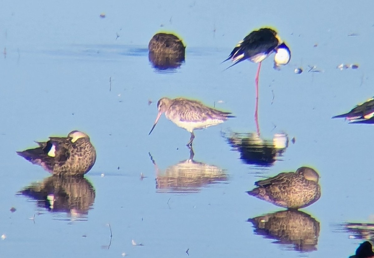 Bar-tailed Godwit (Siberian) - ML640179985