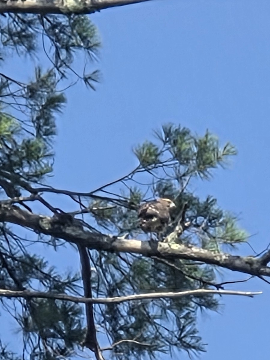 Broad-winged Hawk - ML640180001