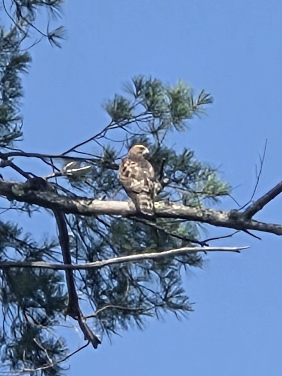 Broad-winged Hawk - ML640180002