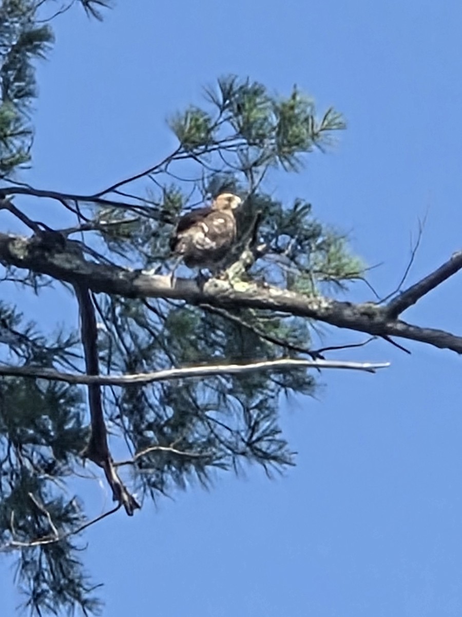 Broad-winged Hawk - ML640180004
