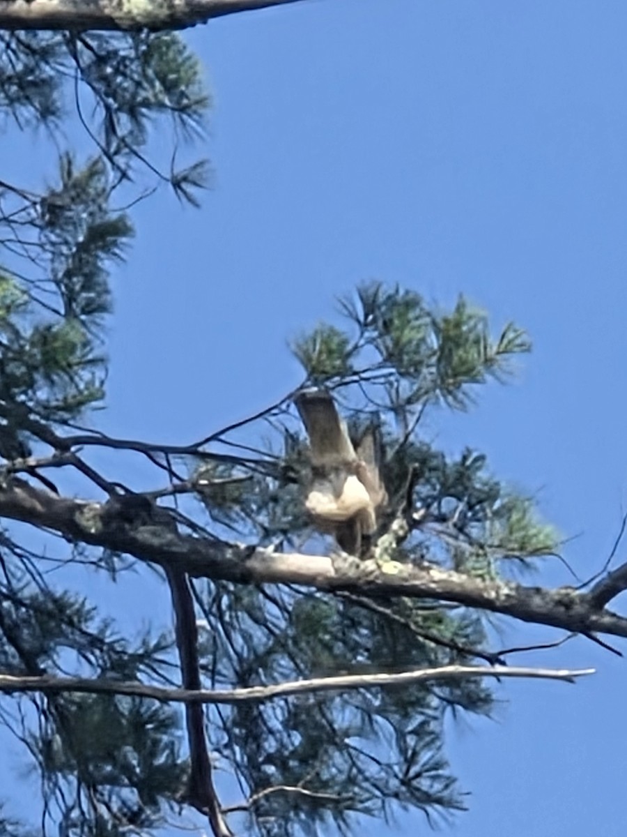 Broad-winged Hawk - ML640180005
