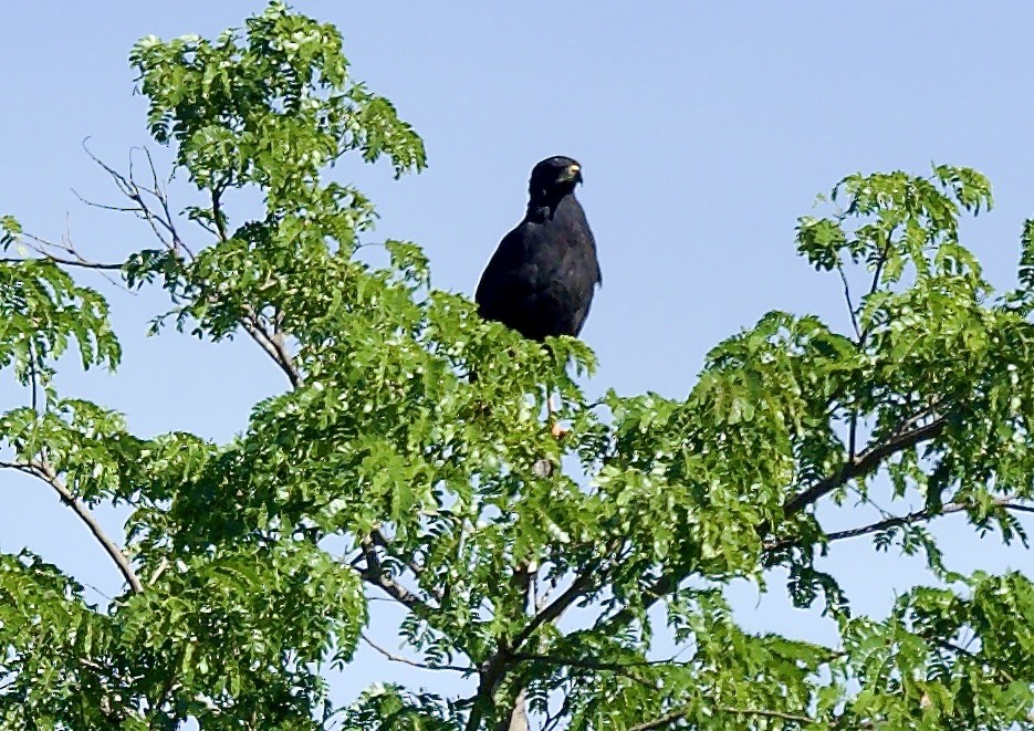 Great Black Hawk - ML640180017