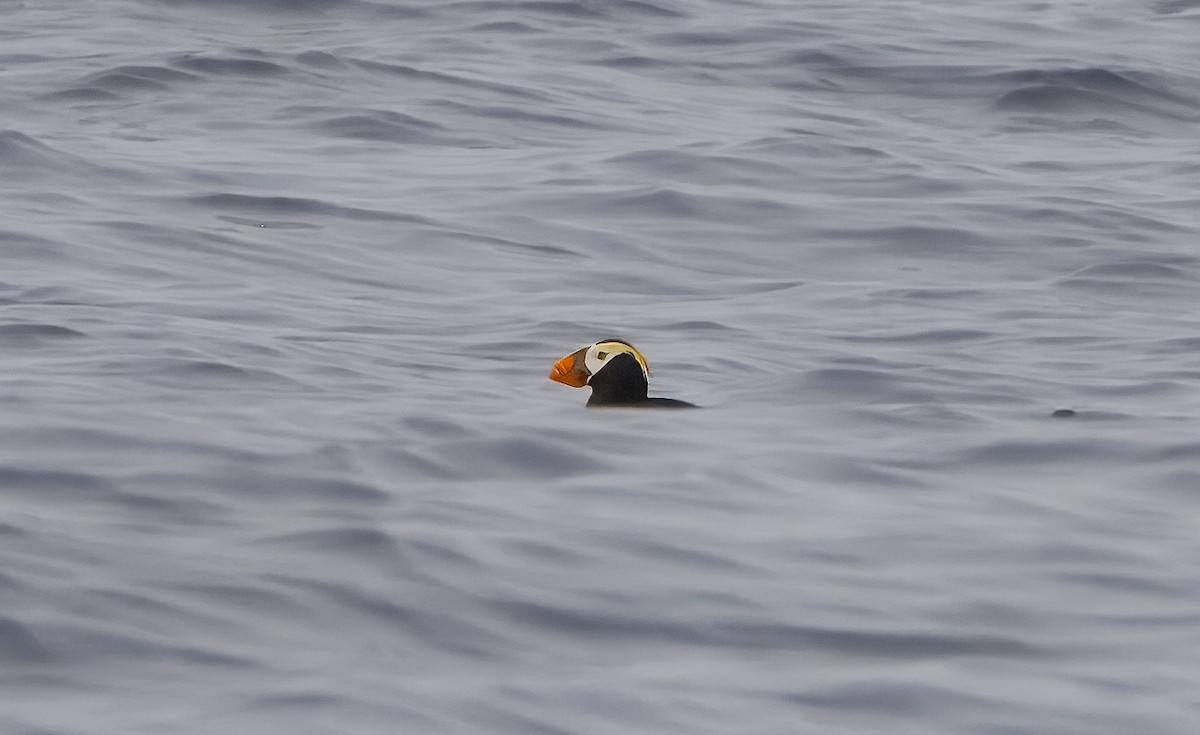Tufted Puffin - ML640180031