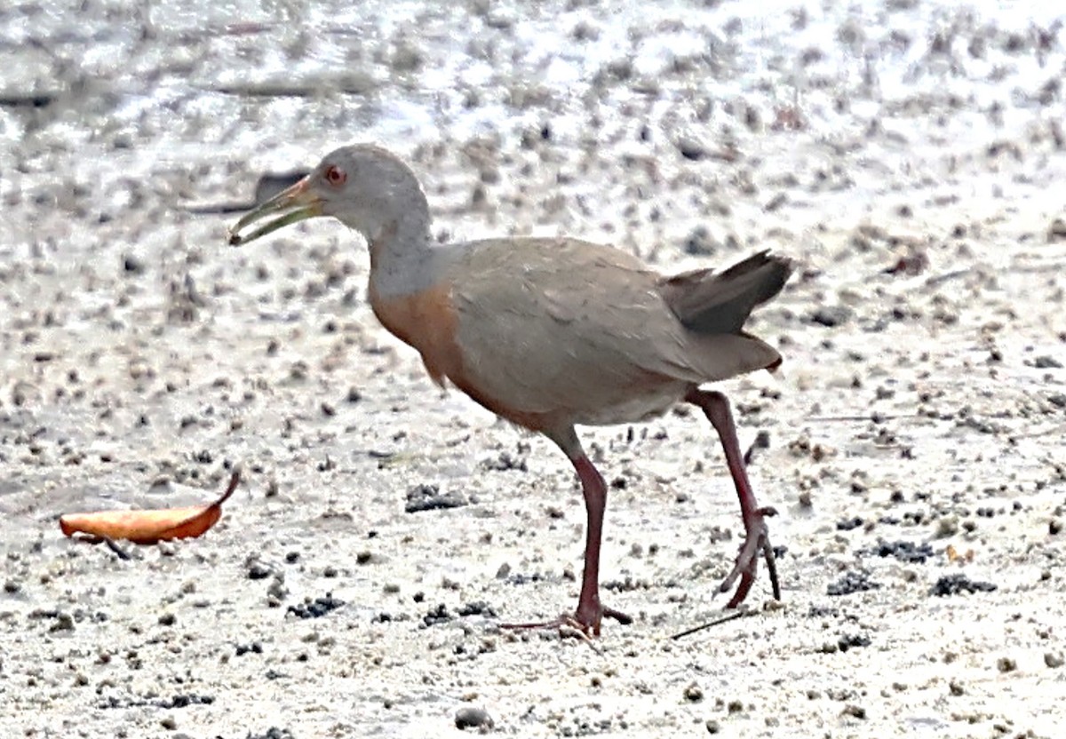 Little Wood-Rail - ML640180205