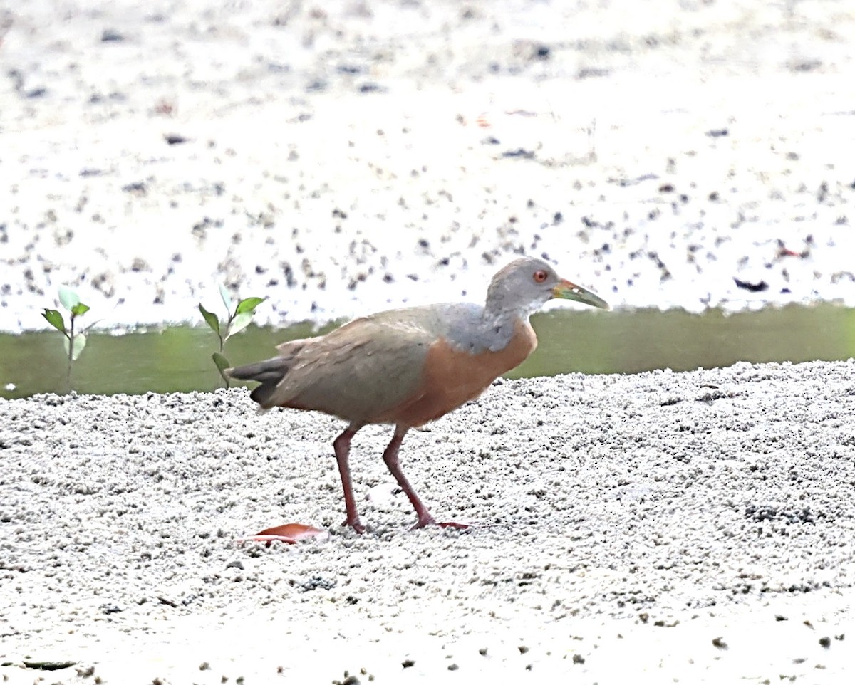 Little Wood-Rail - ML640180208