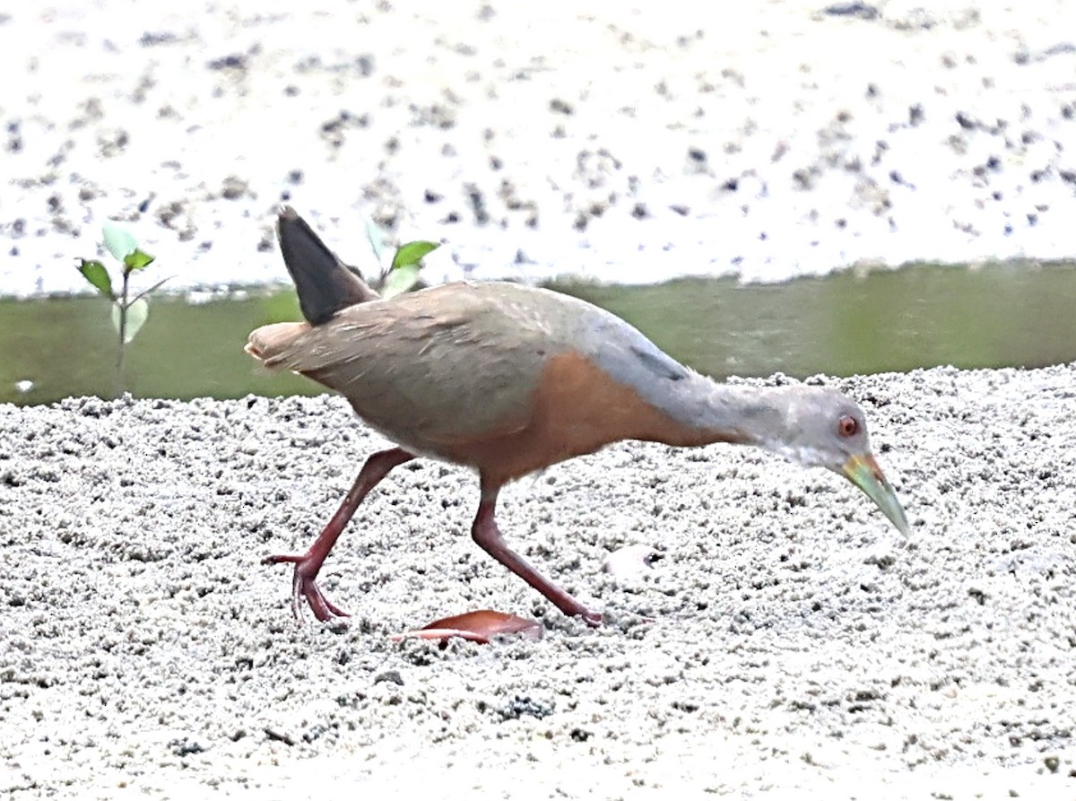 Little Wood-Rail - ML640180209