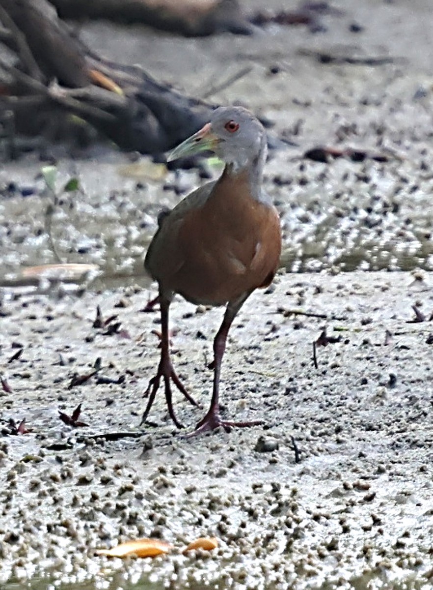 Little Wood-Rail - ML640180213