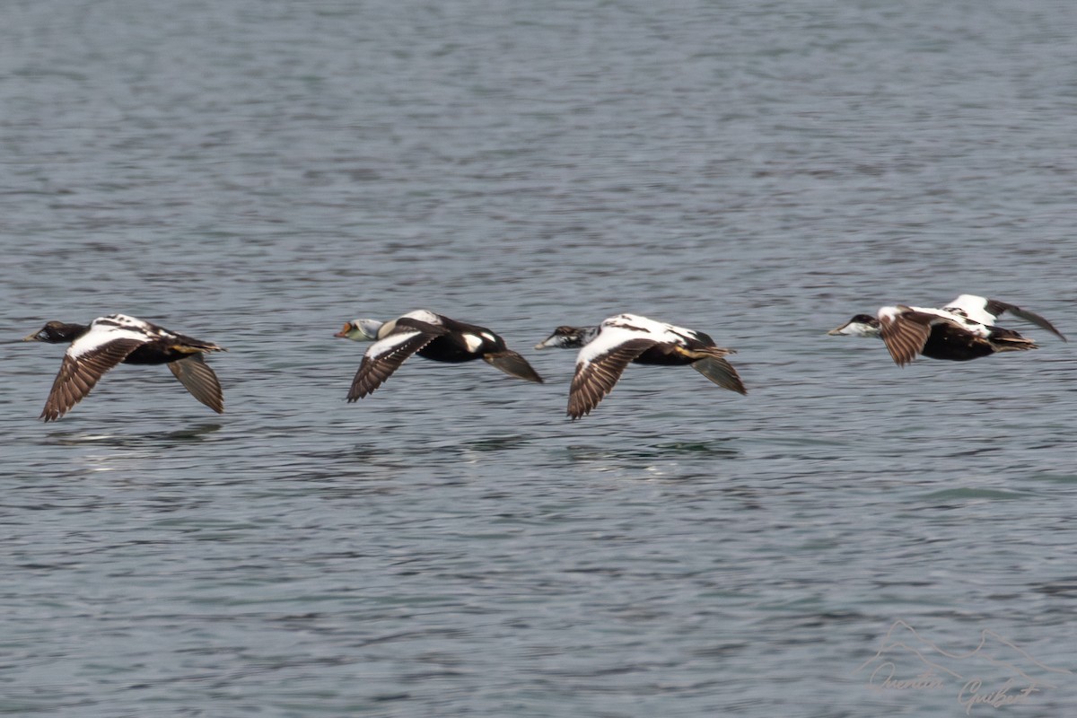 King Eider - ML640180240