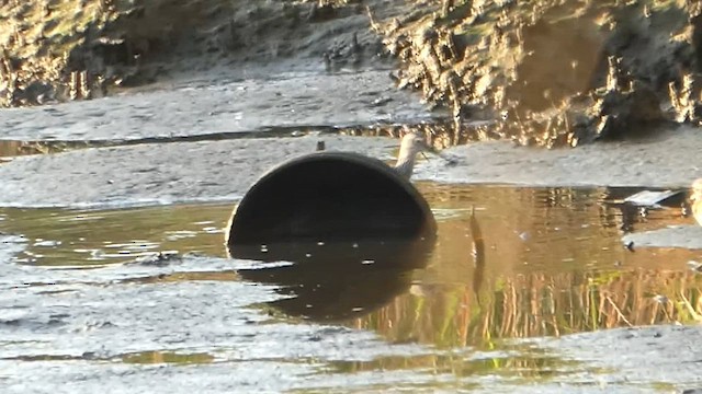 Greater Yellowlegs - ML640180269