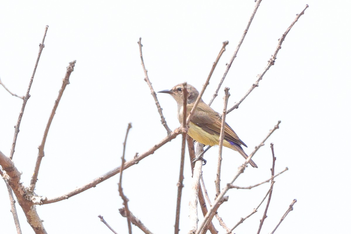 Suimanga Violeta - ML640180350