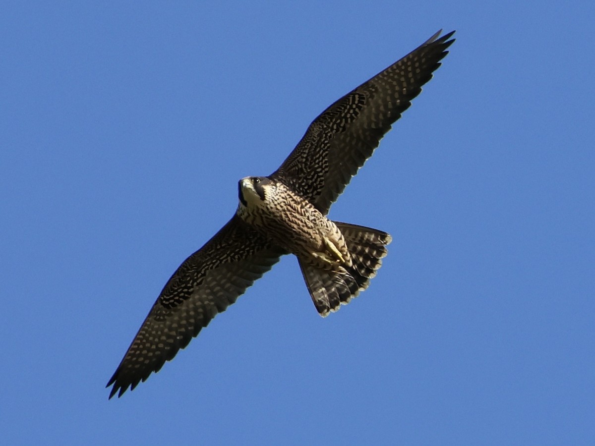 Peregrine Falcon - ML640180367