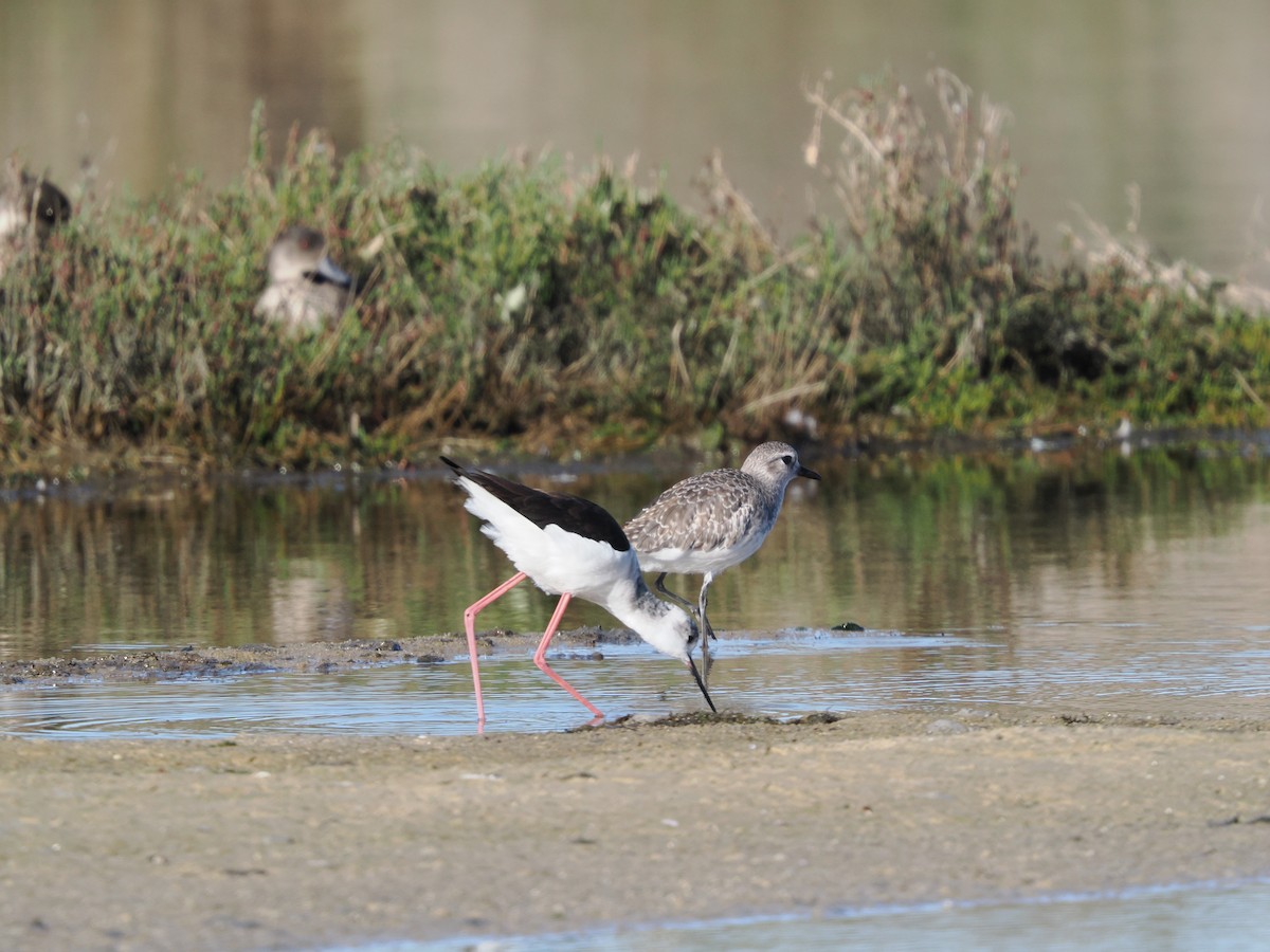Black-bellied Plover - ML640180380